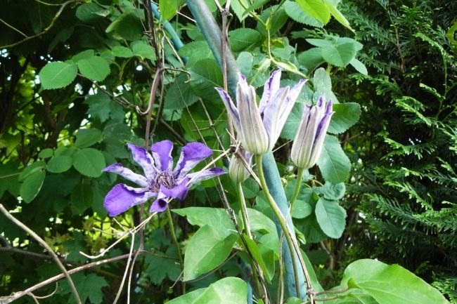 Clematis ‘The President’