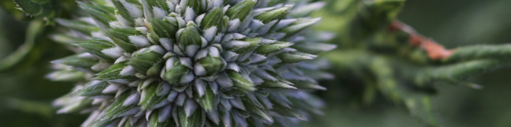 Banater Kugeldistel Echinops bannaticus Macro