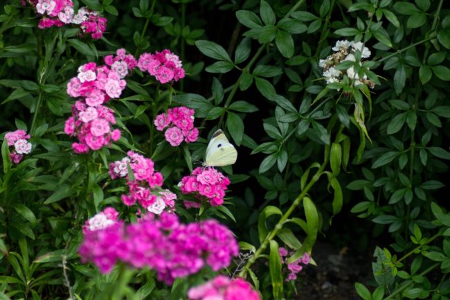 Großer Kohlweißling Pieris brassicae