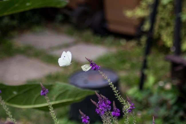 Kleiner Kohlweißling Pieris rapae