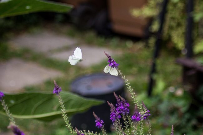 Kleiner Kohlweißling Pieris rapae