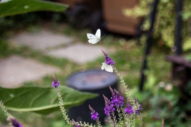 Kleiner Kohlweißling Pieris rapae