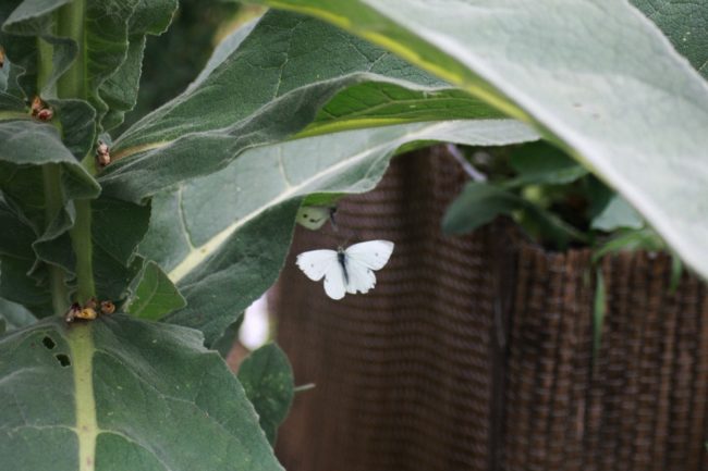 Kleiner Kohlweißling Pieris rapae