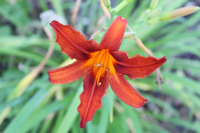 Taglilie Hemerocallis