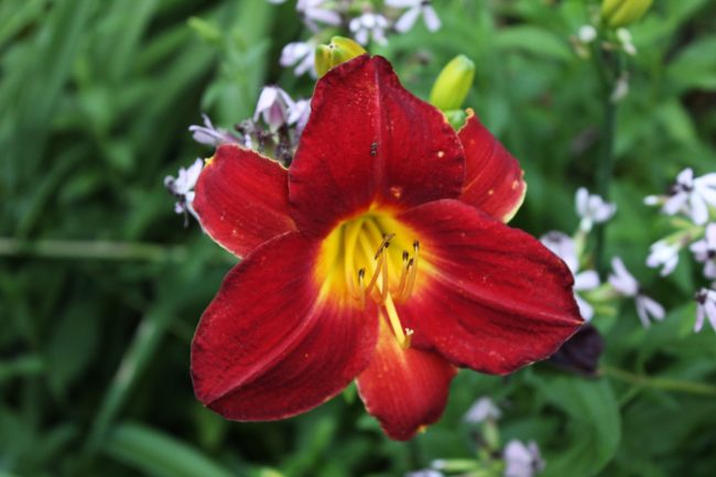 Taglilie Hemerocallis