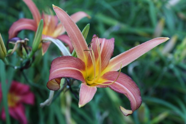 Taglilie Hemerocallis