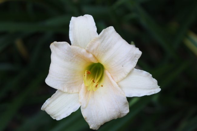 Taglilie Hemerocallis