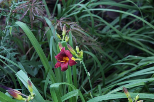 Taglilie Hemerocallis