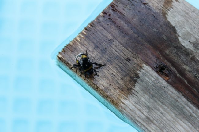 Rettungsfloß für Insekten