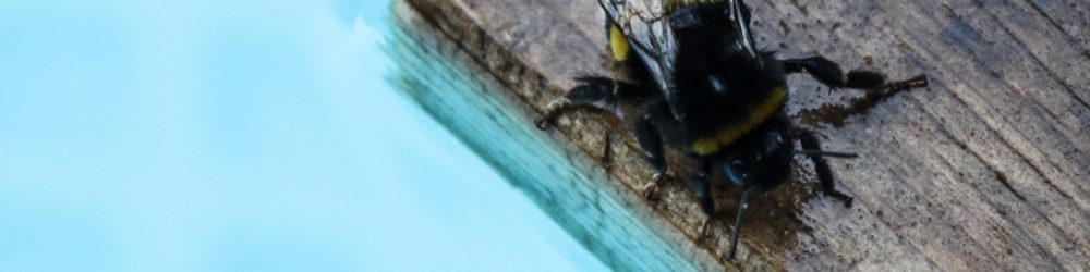 Rettungsfloß für Insekten