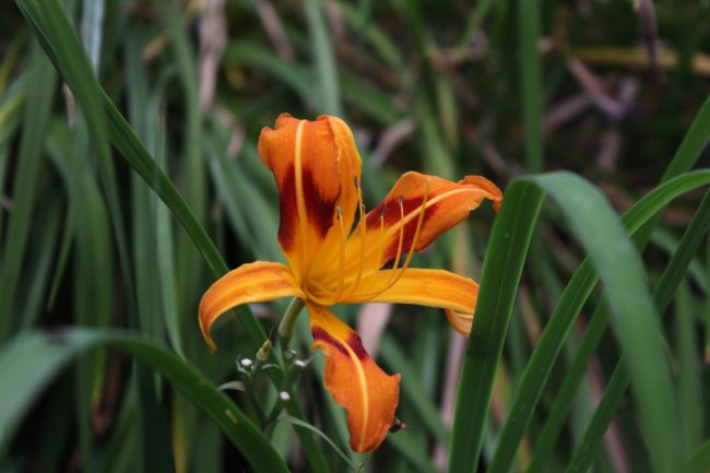 Taglilie Hemerocallis