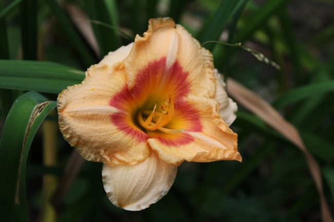 Taglilie Hemerocallis