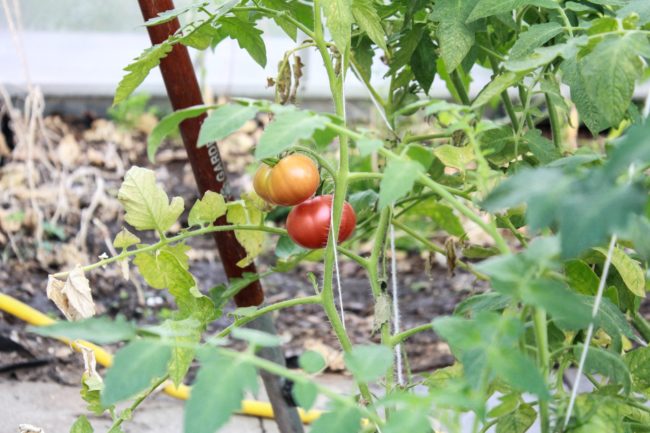 Gartenrundgang August 