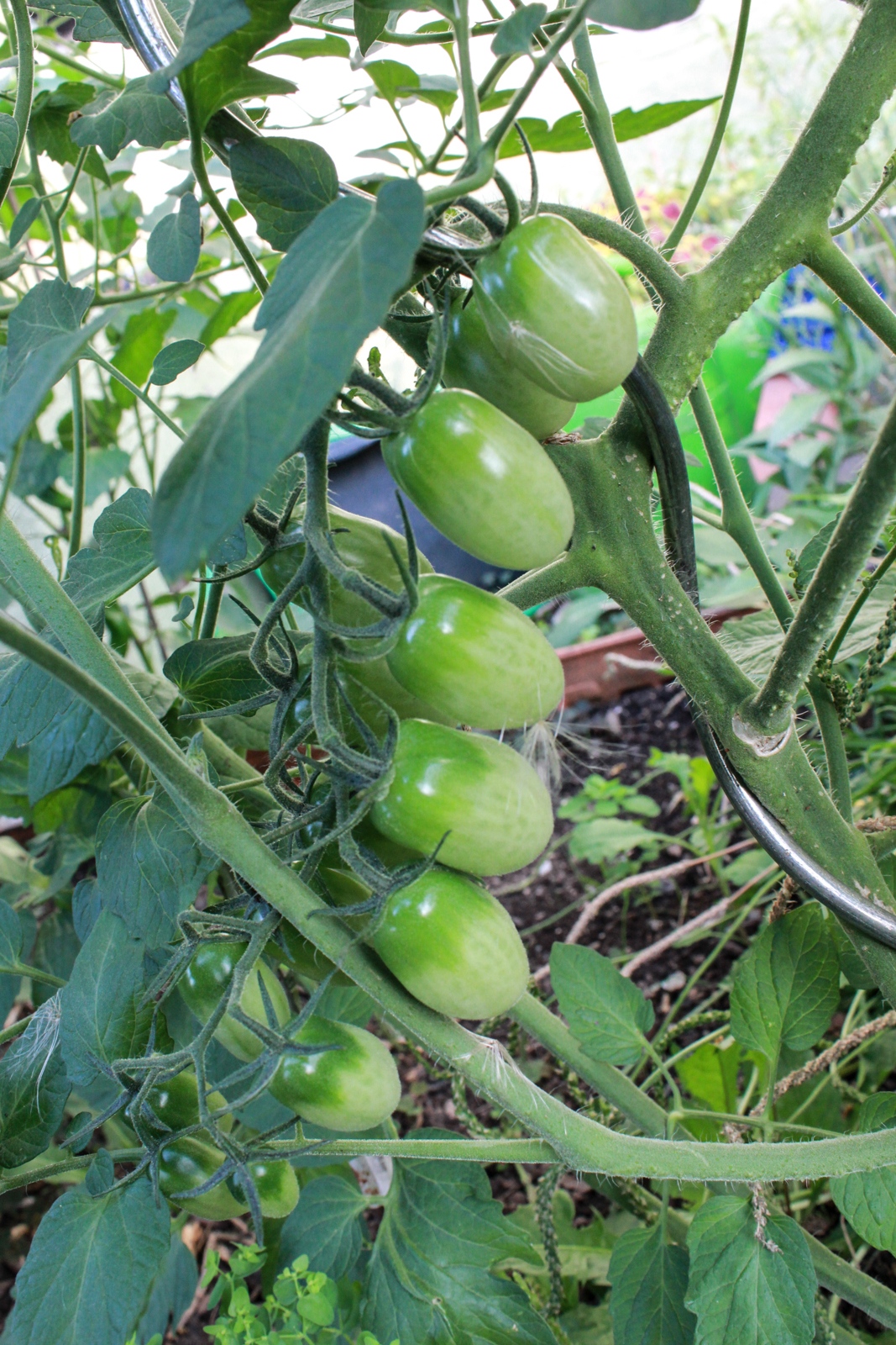 Gartenrundgang August 