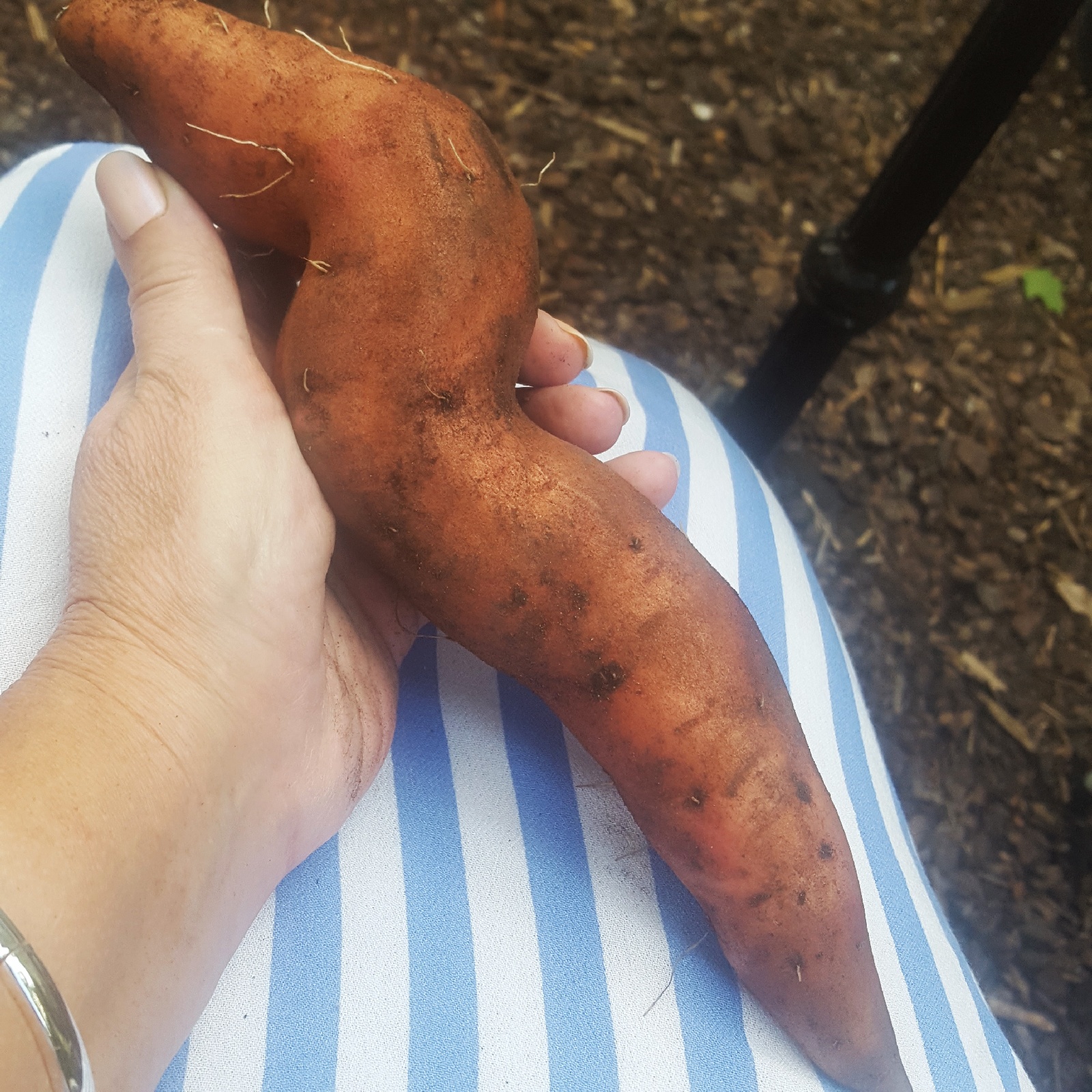 Süßkartoffeln aus dem Garten.