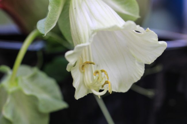 Cobaea scandens weiß