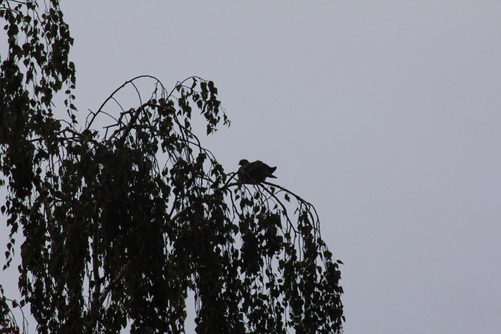 Taube auf Birke im Sturm