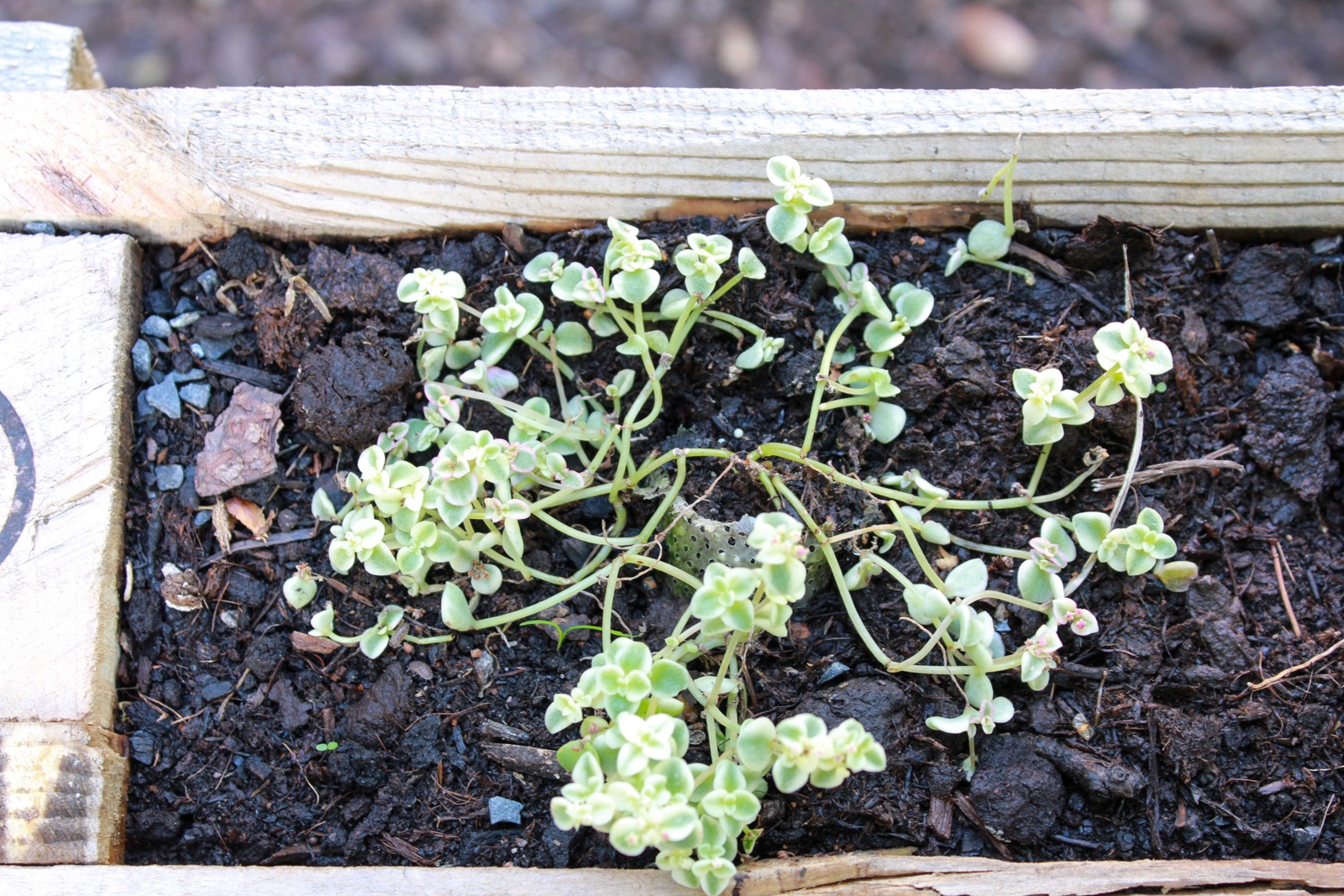 Sedum dura