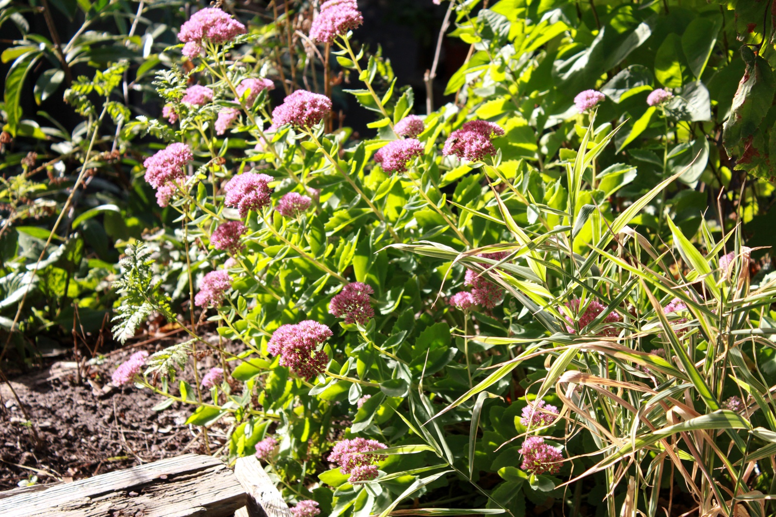 Sedum telefinum