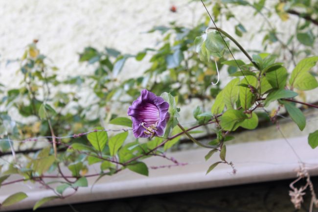 Cobaea scandens