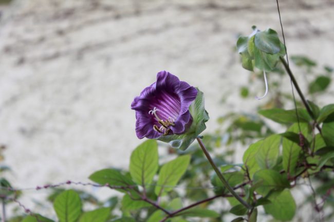 Cobaea scandens