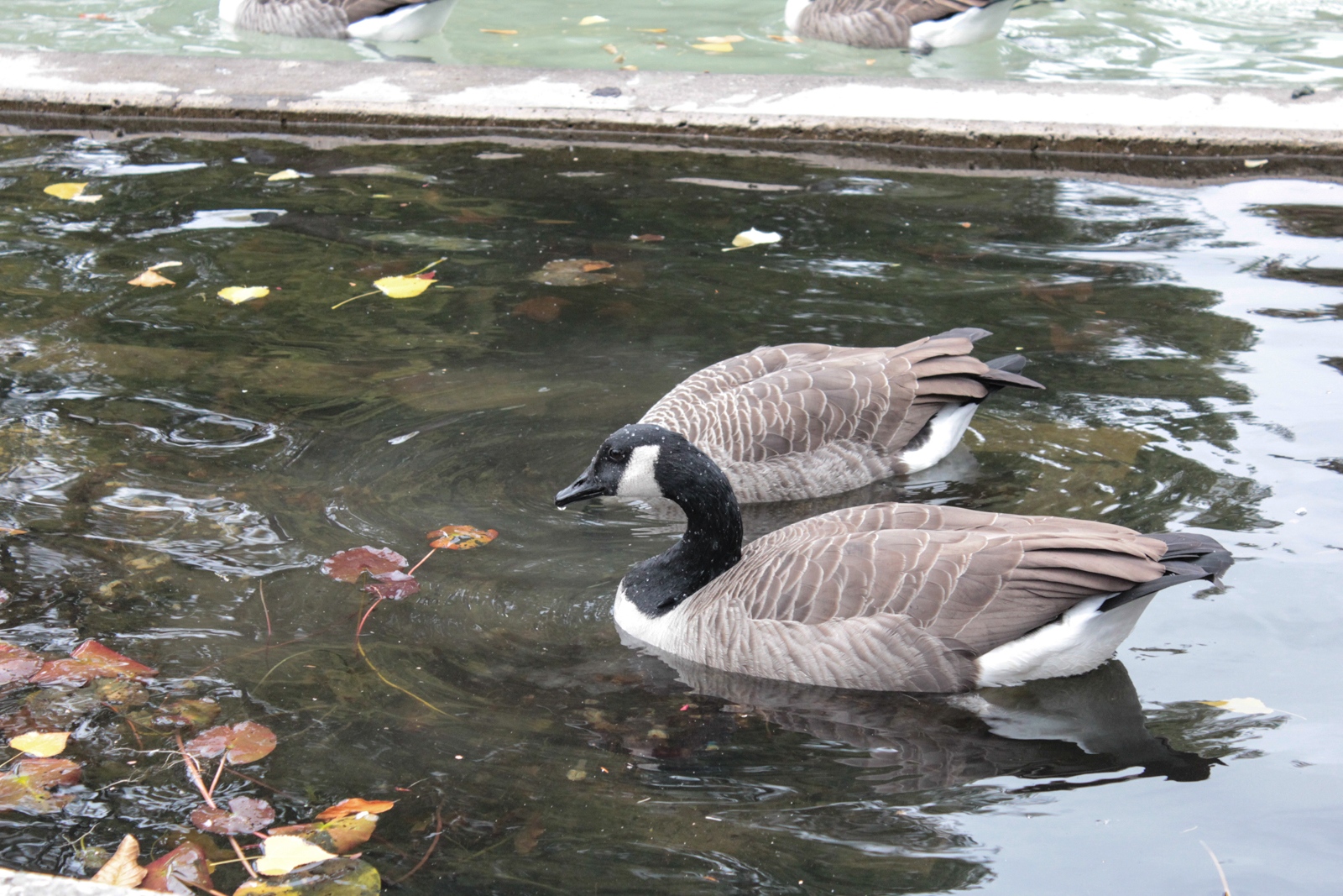 Rheinpark im Oktober