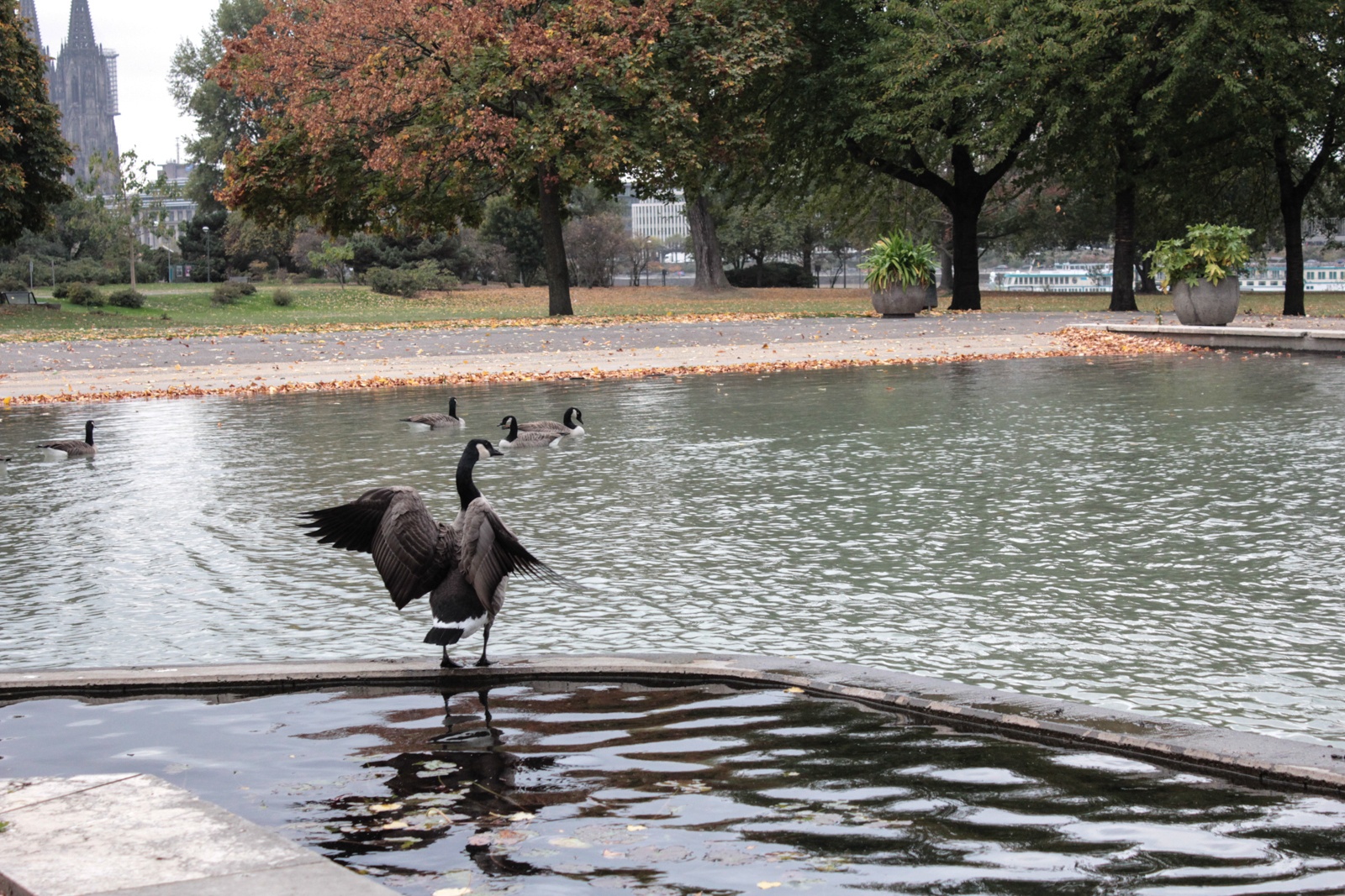 Rheinpark im Oktober