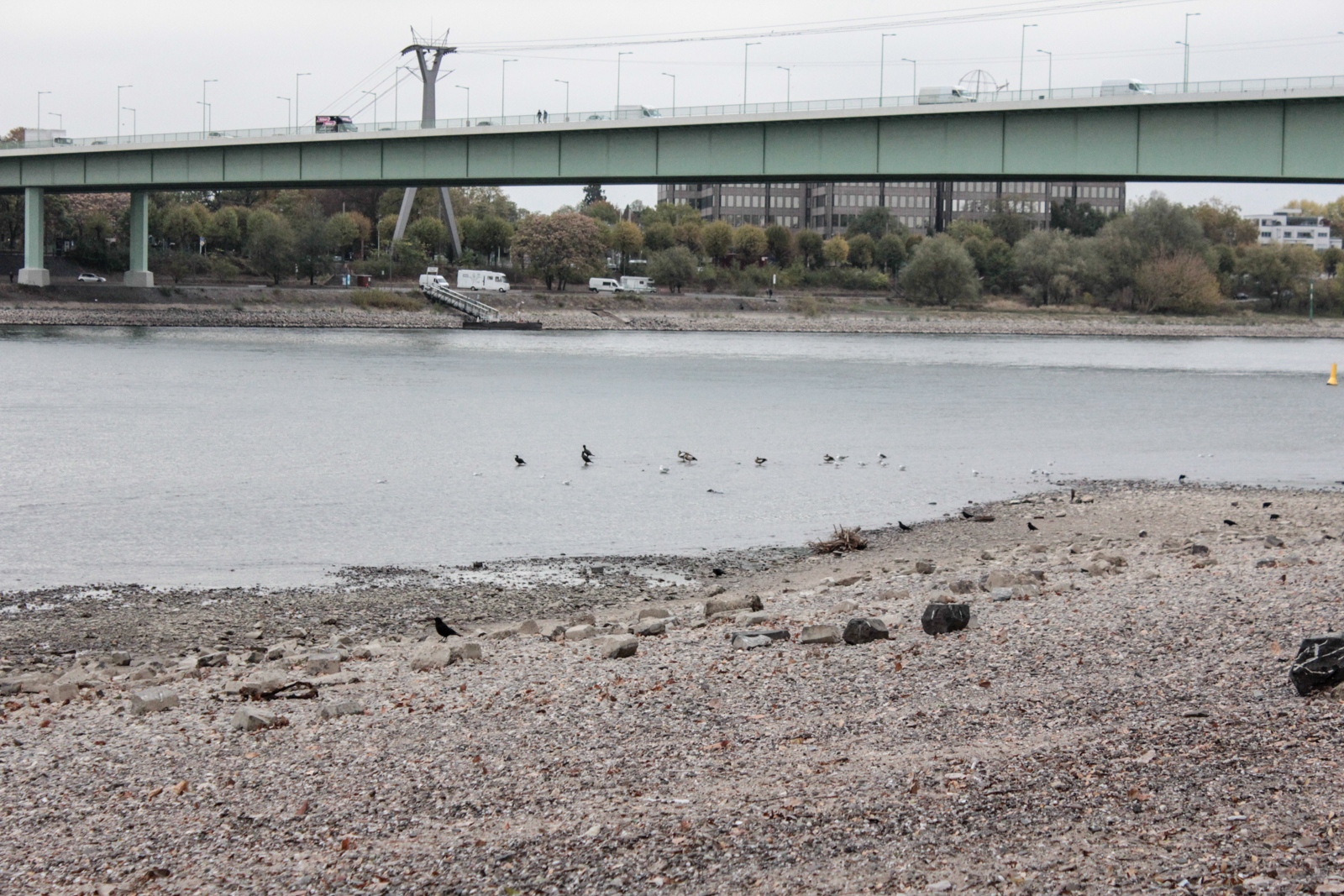 Niedrigwasser Rhein 2018