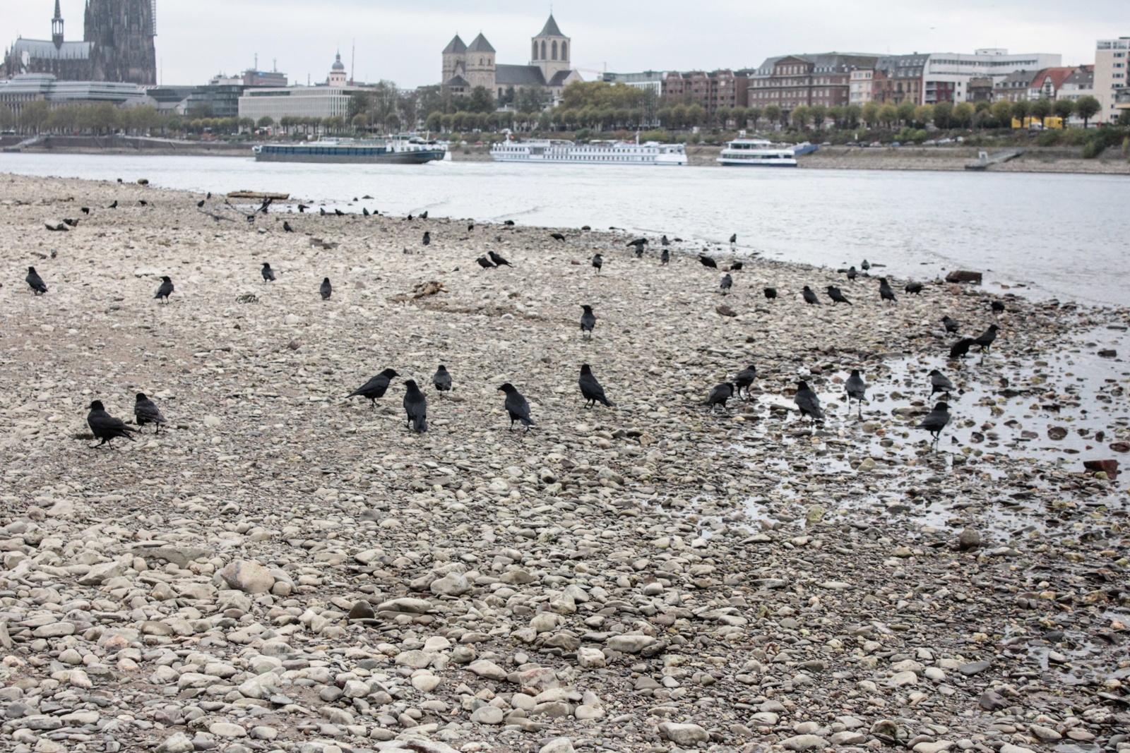 Niedrigwasser Rhein 2018