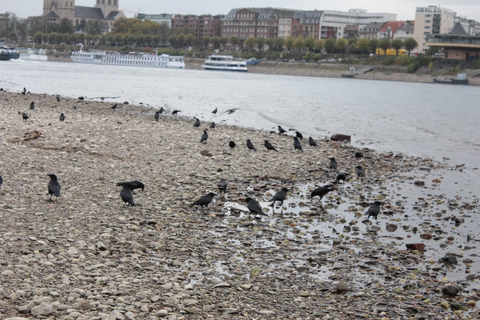 Niedrigwasser Rhein 2018