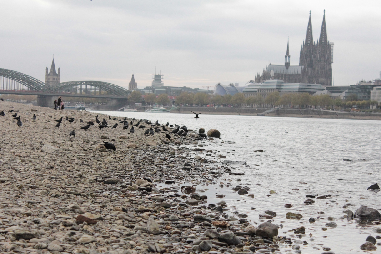 Niedrigwasser Rhein 2018