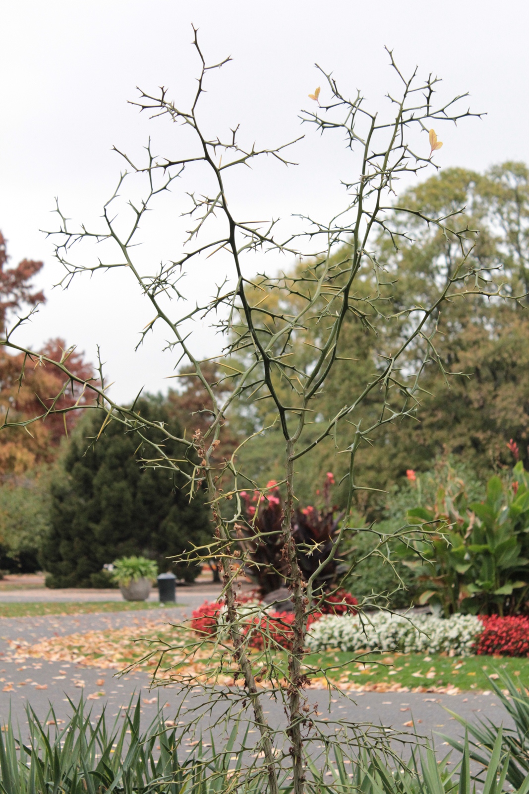 Rheinpark im Oktober