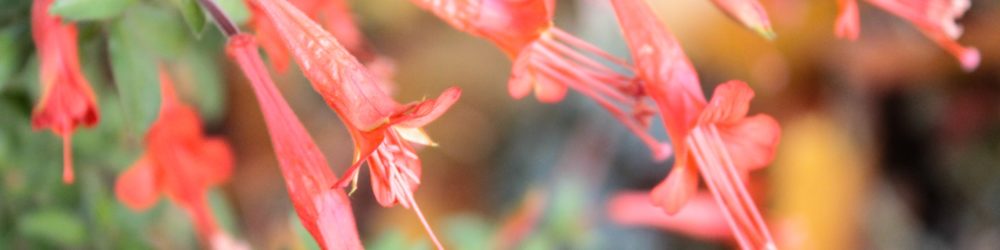 Zauschneria californica ssp. latifolia