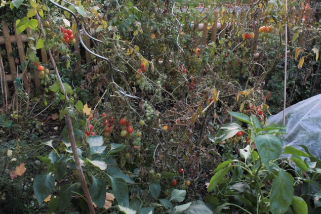 Tomaten