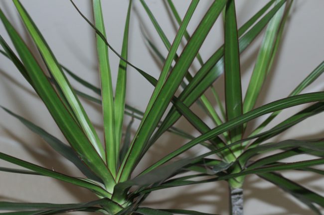 Dracaena marginata