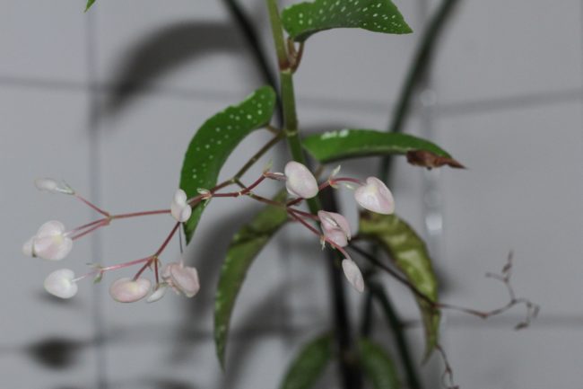 Begonia maculata Forellenbegonie