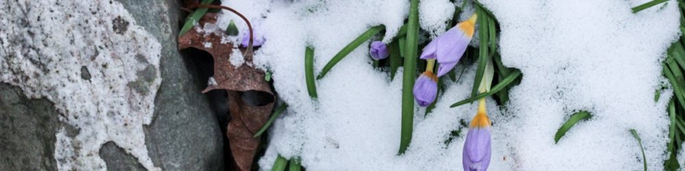 Krokusse im Schnee