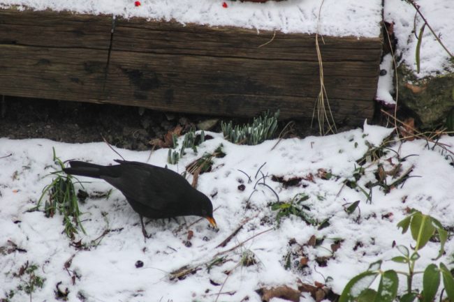 Amsel am Futter