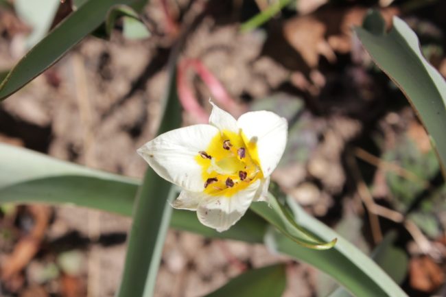 Wildtulpe tulipa tarda