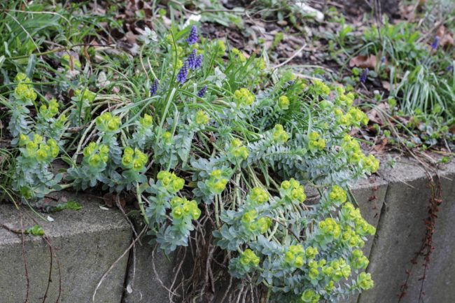 Walzenwolfsmilch Euphorbia myrsinites