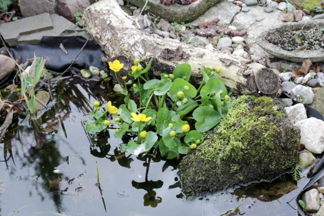 Teich im Frühjahr