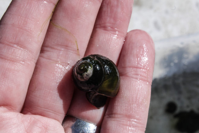 Sumpfdeckelschnecken Viviparus viviparus