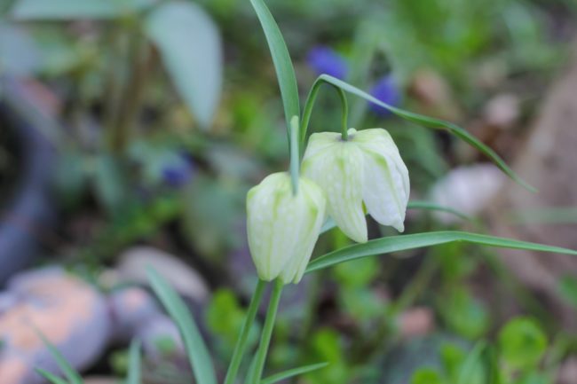 Schachbrettblume Kibitzei Fritillaria meleagris