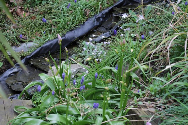 Frühling am Bachlauf