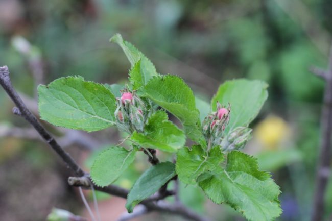 Apfelblüte