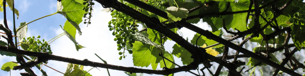Wein schneiden