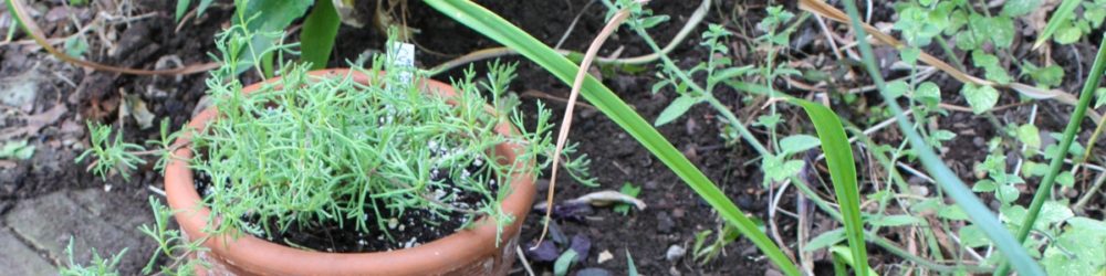 Gyroskraut (Artemisia caucasica)