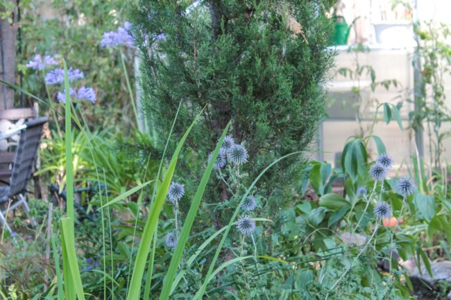 Echinops bannaticus Bannater Kugeldistel