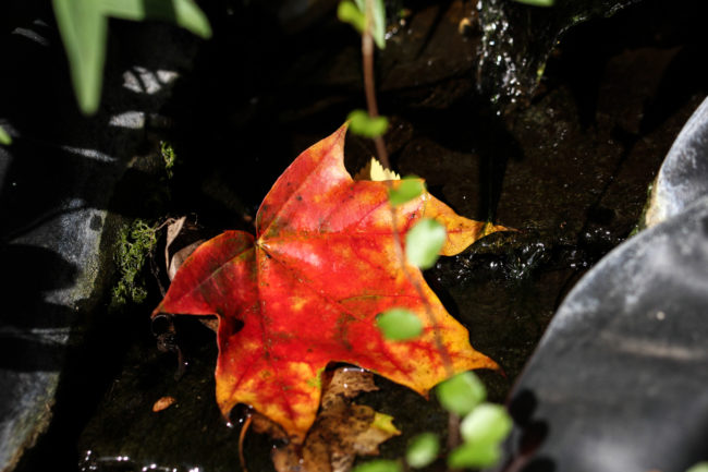 Herbstlaub