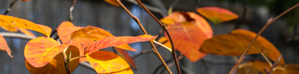 Felsenbirne Amelanchier